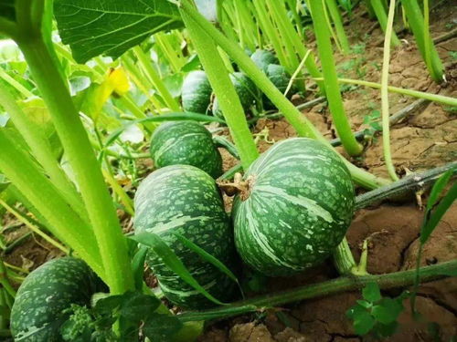 蘭陵長城2020年谷物種植亮點 科技助力豐收，綠色引領發展
